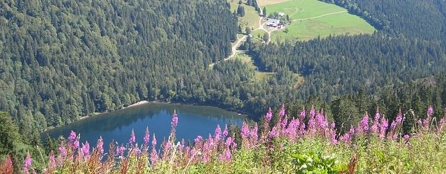 Blick vom Gipfel auf den Feldsee. 