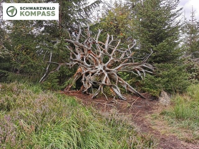 Im Nationalpark ist die Sturmwurffläche so gelassen wie es Orkan Lothar im Jahr 1999 hinterlassen hat. 